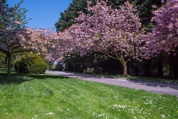 A single lane road in a park, with a beautiful tree full of pink blossom, with a blue sky, grass with wild flowers and a topiary