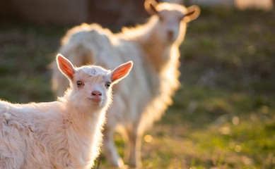 cute little goatling and goat