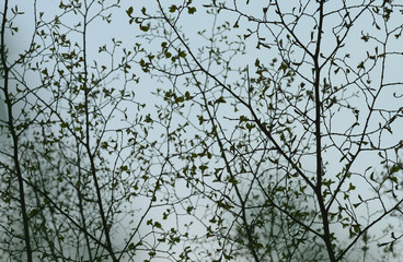 trees branches with little leaves in spring on sky background like style baroque