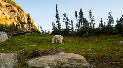 Fototapeta premium A mountain goat feeding in the early morning shadows in the Glacier National Park with fir trees and blue sky