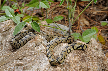 juvenile Ladder snake / junge Treppennatter (Zamenis scalaris, Rhinechis scalaris, Elaphe scalaris)...