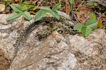 junge Treppennatter (Zamenis scalaris, Rhinechis scalaris, Elaphe scalaris), Algarve, Portugal - juvenile Ladder snake 