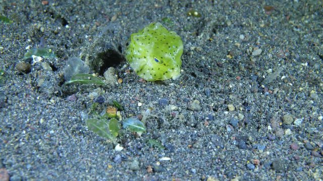 Longhorn Cowﬁsh - Lactoria cornuta (juvenile). Underwater macro video 4k. Night diving in Bali.
