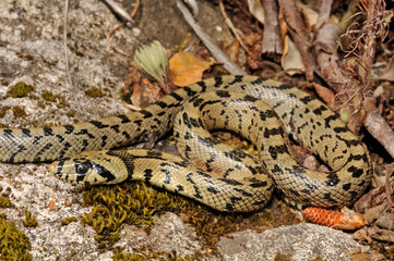juvenile Ladder snake / junge Treppennatter (Zamenis scalaris, Rhinechis scalaris, Elaphe scalaris) - Algarve, Portugal