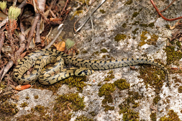 juvenile Ladder snake / junge Treppennatter (Zamenis scalaris, Rhinechis scalaris, Elaphe scalaris)...