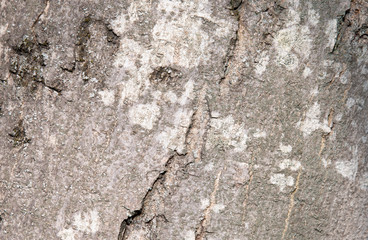 wood pattern