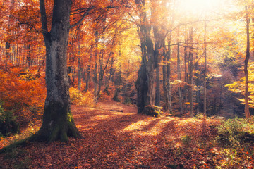 Autumn forest nature. Vivid morning in colorful forest with sun rays through branches of trees. Scenery of nature with sunlight - 344485340