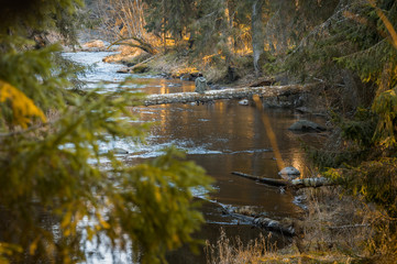 Girl crossing river over a fallen log in forest. Beautiful sunset tones. Wilderness. Scenic landscape girl sitting on a tree.