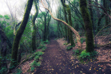Deep tropical jungles of Southeast Asia in spring