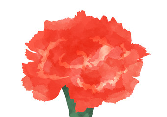 カーネーション 母の日