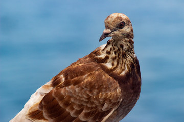 Como, Italy - August 22 2019: Portrait of Dove with blue sky background