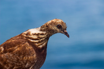 Como, Italy - August 22 2019: Portrait of Dove with blue sky background