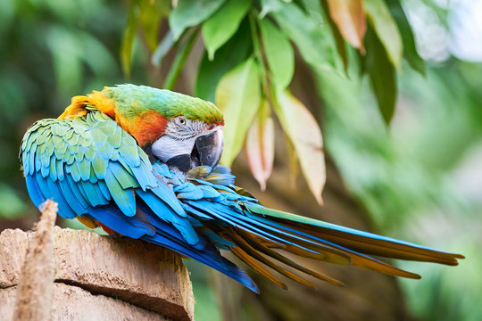 Blue-and-yellow macaw sitting on a branch and preening (Ara ararauna), exotic bird