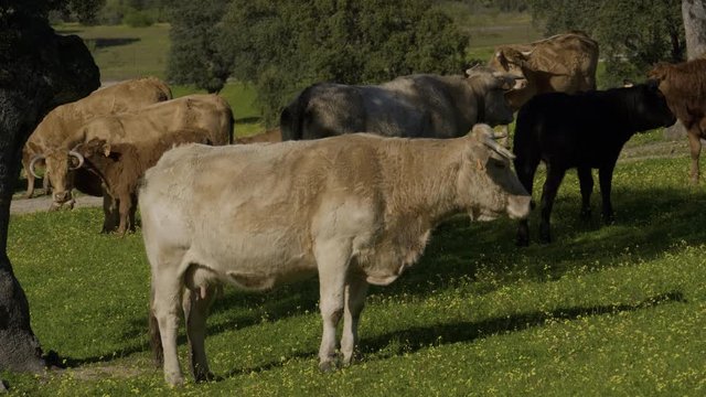Retinta breed calves grazing in the spring of the Pedroches Valley. Limousin. Angus