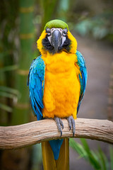 Blue-and-yellow macaw sitting on a branch (Ara ararauna), exotic bird