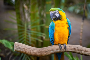 Blue-and-yellow macaw sitting on a branch (Ara ararauna), exotic bird