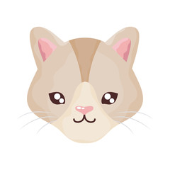 head of cute cat on white background, feline domestic