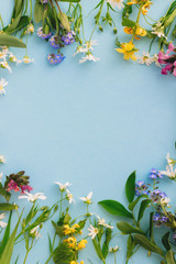 Fototapeta premium Floral frame of spring wildflowers flat lay on blue paper background with space for text. Greeting card template. Blooming colorful flowers. Happy Easter. Mother's day concept. Hello spring