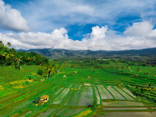 Fototapeta na wymiar Tourist destination-Bali. Aerial view of the Jatiluwih rice terraces.