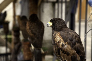 Eagle real falconry