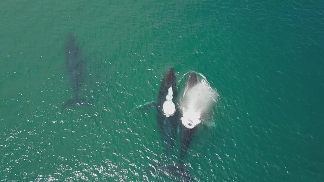 Humpback Whale Watching off Isla Conadora, Las Perlas Panama