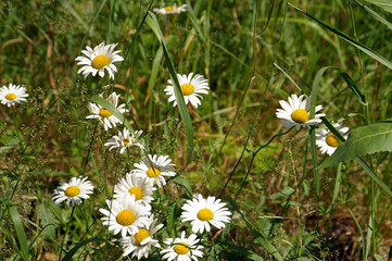 Fototapeta premium white camomile in the grass