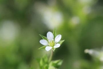 ノミノツヅリの白い花