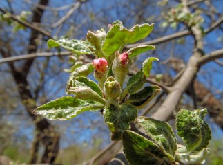 soft pink buds of a blossoming apple tree against the background of a spring garden and blue sky