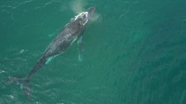 Humpback Whale Watching off Isla Conadora, Las Perlas Panama