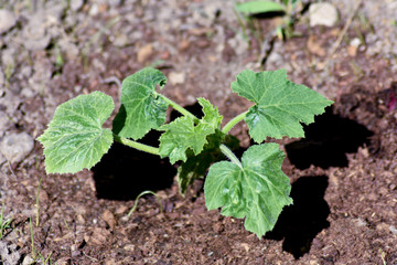 Young green zucchini plant in soil