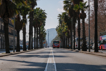 road with palmas and bus in barcelona