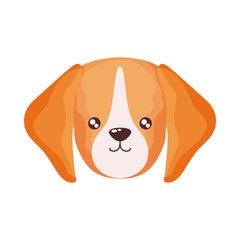 head of cute dog on white background