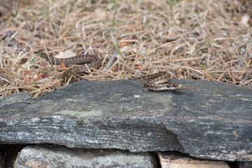 Viper on a journey looking for sunshine or something to eat