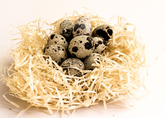 Naklejka na ściany i meble Colored quail eggs in the nest