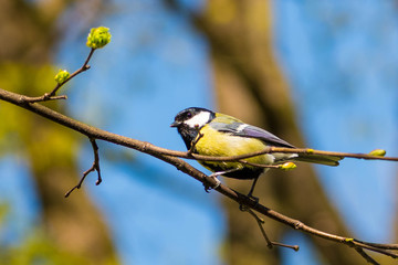 Beautiful bird on a blossom tree branch. Great tit,  passerine bird in the tit family Paridae
