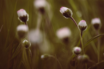 Gänseblümchen in grünem Gras © Bianca