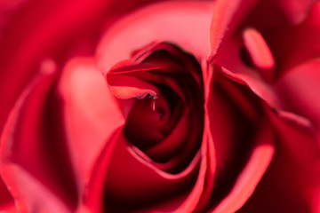 Picture of a red rose close up