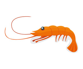 Seafood shrimp, ocean delicacy food isolated on white cartoon vector illustration. Prawn for grill, asian meal concept