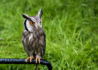 Small Pet owl