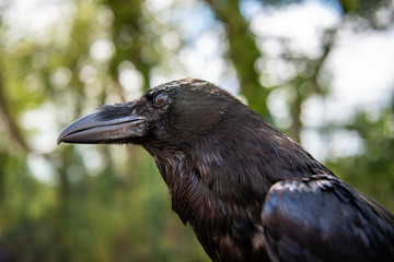 Raven's eye