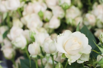 Super Bubbles white rose background