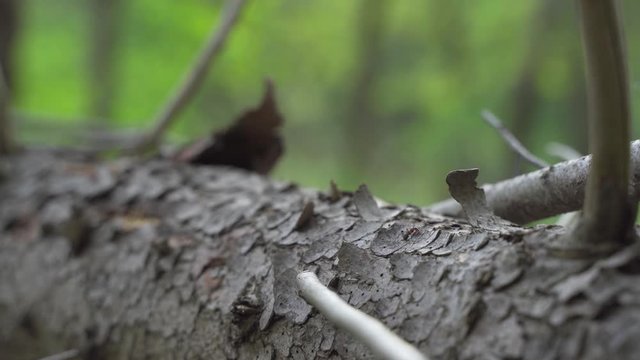 Red ants walking on a tree pine in the forest
