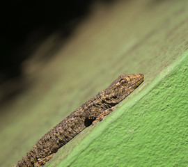 Tarentola Mauritanica also known as a Common Wall or Moorish Gecko