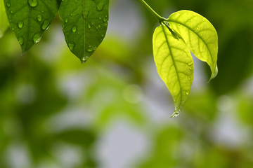 The leaves after the rain With water droplets on