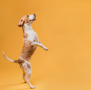 Adorable Dog Standing On His Hind Legs