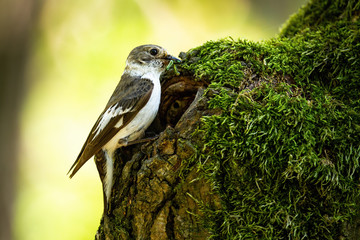 Adult european pied flycatcher, ficedula hypoleuca, holding insect while entering nest. Breeding behaviour of wild animal. Bird feeding its chicks hidden in the tree.