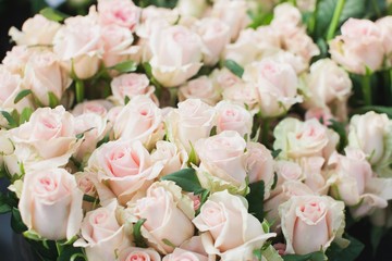 Sweet Dolomiti roses on flowerbed background