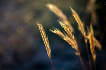evening wheat