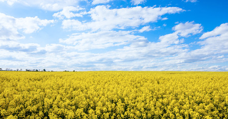 Obraz premium Yellow Rapeseed field and blue sky on spring hot day. Usual rural England landscape in Yorkshire