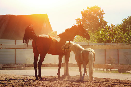 pony and horse in the sunset